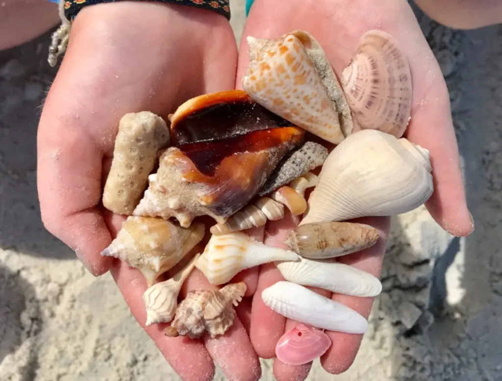 72457 371963 shsK7RH15C79COTObOhqOVucGJMExfqgRFHu2DXOGJw 682d316544dc3.jpg