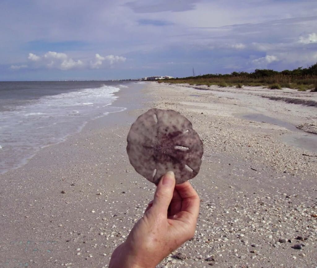 72457 364337 v8ioxO94ZLiPS0lSQQ7kL28EQJJQcEG3mKloFVsfv7o 682d2b08b685c.jpg