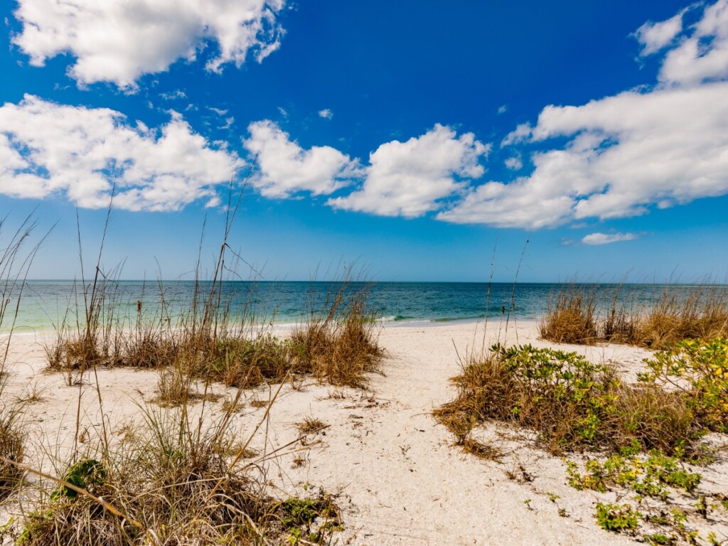 Seagrass and plant growth on the beach leading to the ocean