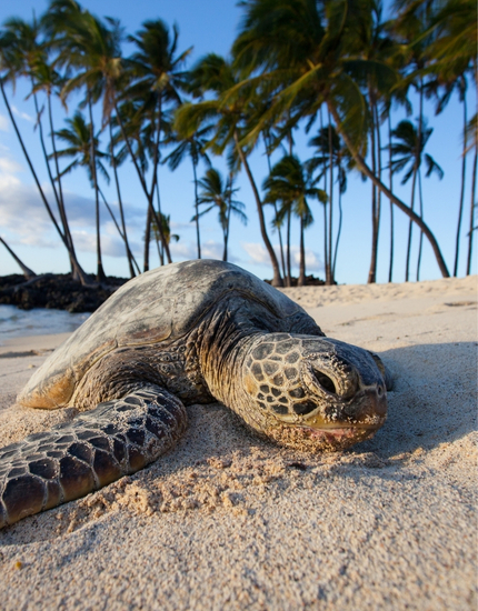 turtle on beach with palm trees behind