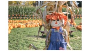 scarecrows in the park