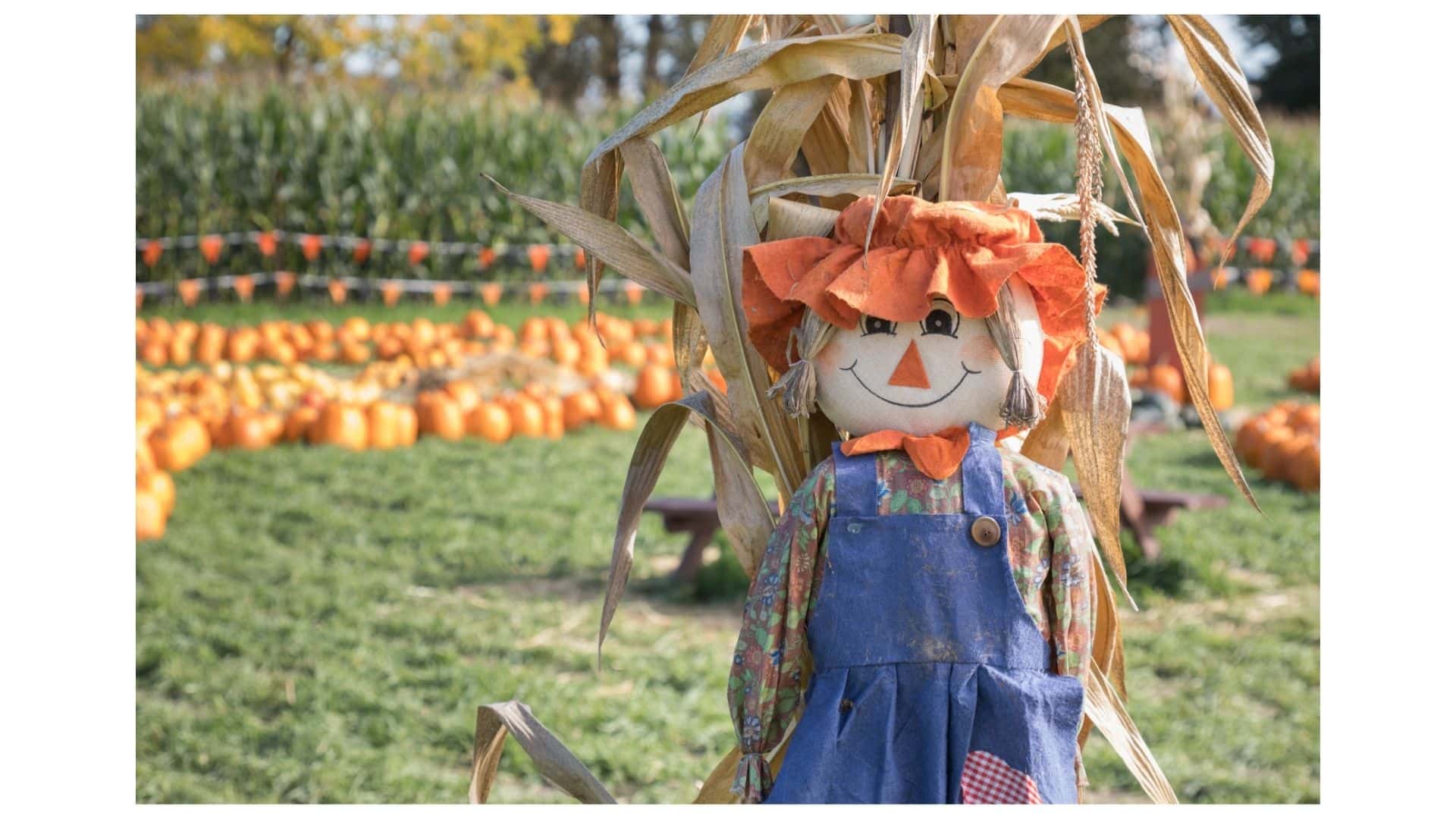 scarecrows in the park