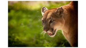 Florida panther festival