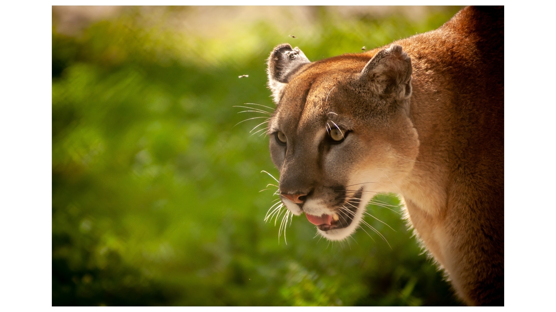 Florida panther festival